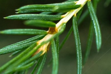 Photo showcasing a detailed close-up of a pine branch, capturing the intricate patterns and textures of nature in the pine needles clipart