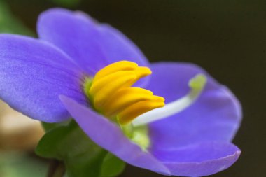 Mor bir Pers Mor Menekşesi 'nin (tam olarak) güzelliğini engin detaylarıyla gösteren yakın çekim makro fotoğrafı, bu çarpıcı çiçeğin karmaşık özelliklerini gözler önüne seriyor.