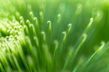 Makro fotoğraf, bu eşsiz çiçeğin güzelliğini ve dokusunu gözler önüne seren, bir Burdock çiçeğinin karmaşık detaylarını çekiyor.