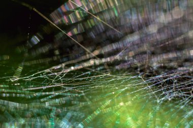 Karmaşık bir örümcek ağının büyüleyici makro görüntüsü, doğanın tasarımının güzelliğini ve karmaşıklığını gözler önüne seriyor.