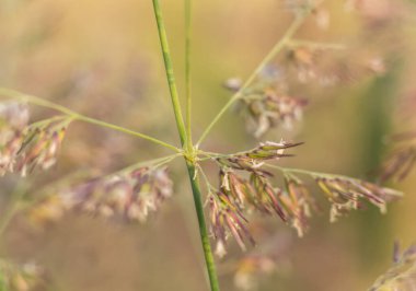 Macro photograph showcasing the detailed view of a Foxtail plant from the Setaria genus, highlighting the intricate features of this grass family specimen clipart