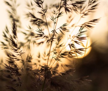 Karanlık ve atmosferik bir akşamda çimenlerde parlayan gün batımını yakalayan fotoğraf, huzurlu alacakaranlık atmosferini çağrıştırıyor.