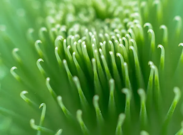Makro fotoğraf, bu eşsiz çiçeğin güzelliğini ve dokusunu gözler önüne seren, bir Burdock çiçeğinin karmaşık detaylarını çekiyor.