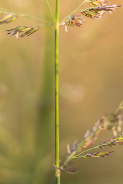 Setaria cinsinden bir Tilki Kuyruğu bitkisinin detaylı görüntüsünü gösteren Macro fotoğrafı, bu ot ailesinin karmaşık özelliklerini vurguluyor.