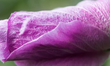 Explore the intricate beauty of a vivid purple hibiscus bud in a stunning close-up photo, showcasing the delicate details of nature's floral perfection clipart