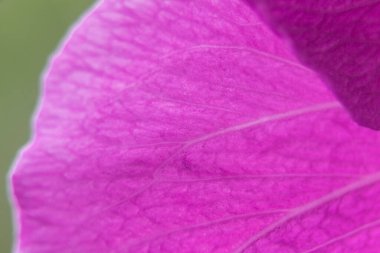 Büyüleyici bir makro fotoğrafta canlı mor bir amber yaprağının enfes güzelliğini yakalayın. Doğanın çiçek zarafetinin karmaşık detaylarını gösterin.