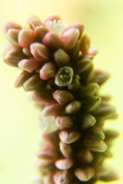 Pembe bir çiçeğin çarpıcı güzelliğine daldırın kendinizi bu büyüleyici yakın plan fotoğrafta, doğanın canlı detaylarını sergiliyorsunuz.