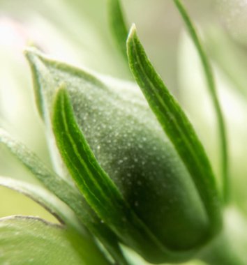Bu çarpıcı yakın plan fotoğrafta, bir amberçiçeği tomurcuğunun karmaşık güzelliğini deneyimlemek, doğanın çiçekli zarafetinin ince detaylarını gözler önüne sermek.