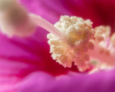 Explore the intricate beauty of a vivid purple hibiscus bud in a stunning close-up photo, showcasing the delicate details of nature's floral perfection clipart