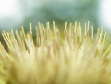 Explore the intricate beauty of a white thistle flower in this mesmerizing close-up photograph, showcasing the delicate details of nature's floral allure clipart