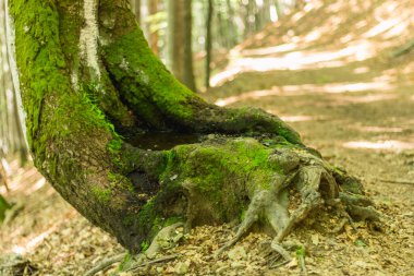 Karpat Dağları 'nda bereketli yosunlarla kaplı görkemli bir kayın gövdesinin büyüleyici görüntüsünü keşfedin. Doğanın elementlerinin ahenkli bir karışımını sergileyin.