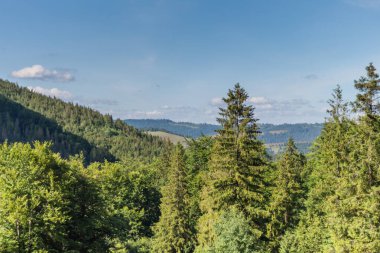 Karpat Dağları 'ndaki Borzhava' nın nefes kesen yaz manzarasını keşfedin. Büyük bir kayın ağacı ve sisli dağ sıraları.