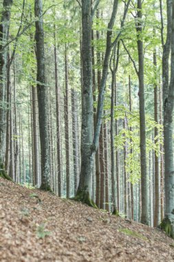 Çarpıcı gri ağaç gövdeleriyle bir Karpat kayın ormanının ruhani güzelliğini yakalamak büyüleyici bir atmosfer yaratır.