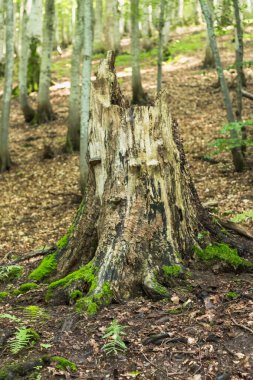 Resimli Karpat Dağları 'nda mantarlarla süslenmiş yaşlı bir kayın kütüğünün kırsal cazibesini yakalamak doğanın büyüme ve çürüme döngüsünü gözler önüne seriyor.