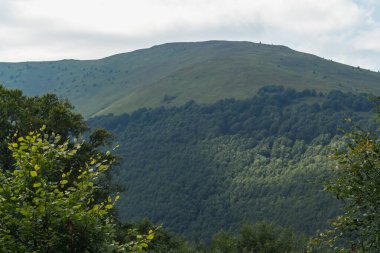 Karpat Dağları 'ndaki Borzhava' nın nefes kesen yaz manzarasını keşfedin. Büyük bir kayın ağacı ve sisli dağ sıraları.
