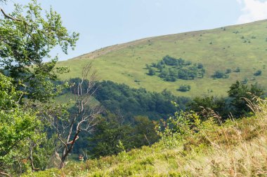 Karpat Dağları 'ndaki Borzhava' nın nefes kesen yaz manzarasını keşfedin. Büyük bir kayın ağacı ve sisli dağ sıraları.