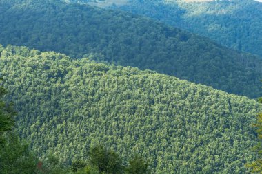 Karpat Dağları 'ndaki Borzhava' nın nefes kesen yaz manzarasını keşfedin. Büyük bir kayın ağacı ve sisli dağ sıraları.