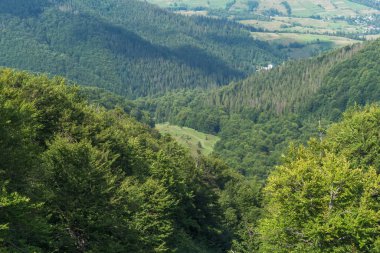 Karpat Dağları 'ndaki Borzhava' nın nefes kesen yaz manzarasını keşfedin. Büyük bir kayın ağacı ve sisli dağ sıraları.