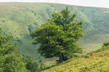 Karpat Dağları 'ndaki Borzhava' nın nefes kesen yaz manzarasını keşfedin. Büyük bir kayın ağacı ve sisli dağ sıraları.
