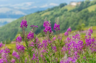 Capturing the vibrant display of fireweed flowers in full bloom on a meadow in the Carpathian Mountains, showcasing the beauty of the Alpine region clipart