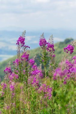 Karpat Dağları 'ndaki bir çayırda filizlenen ateş yosunu çiçeklerinin canlı görüntüsünü yakalamak Alp Bölgesi' nin güzelliğini gözler önüne seriyor.