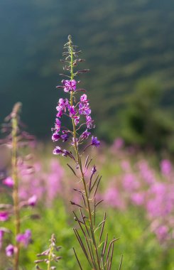 Karpat Dağları 'ndaki bir çayırda filizlenen ateş yosunu çiçeklerinin canlı görüntüsünü yakalamak Alp Bölgesi' nin güzelliğini gözler önüne seriyor.