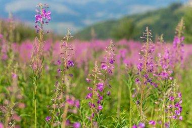 Capturing the vibrant display of fireweed flowers in full bloom on a meadow in the Carpathian Mountains, showcasing the beauty of the Alpine region clipart