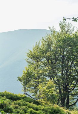 Karpat Dağları 'ndaki Borzhava' nın nefes kesen yaz manzarasını keşfedin. Büyük bir kayın ağacı ve sisli dağ sıraları.