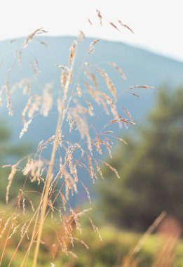Karpat bölgesindeki görkemli dağların zeminine çivilenmiş vahşi bir çimenin güzelliğini yakalamak doğanın elementlerinin uyumunu gözler önüne seriyor.