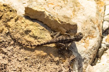 Bir kayanın üzerine tünemiş gri bir kertenkelenin güzelliğine tanık olun. Kıbrıs 'ın yerli sürüngen cazibesini kayalık yaşam alanına karşı sergiliyor.