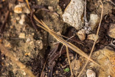 Bitki dallarıyla karışan sopa çekirgesinin büyüleyici kamuflajını keşfedin. Kıbrıs 'taki doğanın karmaşık taklidini sergileyin.