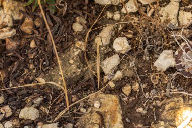 Bitki dallarıyla karışan sopa çekirgesinin büyüleyici kamuflajını keşfedin. Kıbrıs 'taki doğanın karmaşık taklidini sergileyin.