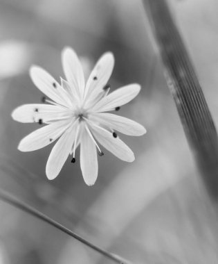 Kendini zarif beyaz çiçeğin narin güzelliğine daldır. Bu siyah-beyaz yakın plan fotoğrafında zarif bir şekilde çekilmiş. Doğadaki sadelik ve zarafetin özünü vurgula.