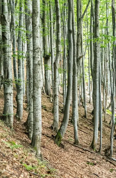 Çarpıcı gri ağaç gövdeleriyle bir Karpat kayın ormanının ruhani güzelliğini yakalamak büyüleyici bir atmosfer yaratır.