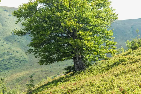 Karpat Dağları 'ndaki Borzhava' nın nefes kesen yaz manzarasını keşfedin. Büyük bir kayın ağacı ve sisli dağ sıraları.