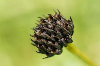 Explore the intricate details of a dried European Cowslip flower, showcasing the elegant beauty of the withered bloom and seeds in stunning detail clipart