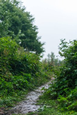 Yağmurlu bir yaz gününde çayırda yürürken Karpat Dağları 'nda huzurlu bir yolculuğa çıkın. Doğanın göz yaşlarının ferahlatıcı atmosferini kucaklayın.