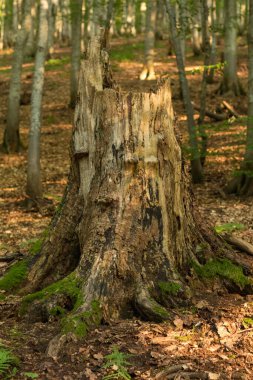 Bir zamanlar Karpat Dağları 'ndaki görkemli bir kayın ağacının mirasını kalan kütüğün içinden keşfedin. Gücün, esnekliğin ve doğanın ihtişamındaki yaşamın döngüsünü sembolize edin.