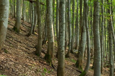 Çarpıcı gri ağaç gövdeleriyle bir Karpat kayın ormanının ruhani güzelliğini yakalamak büyüleyici bir atmosfer yaratır.