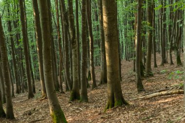 Çarpıcı gri ağaç gövdeleriyle bir Karpat kayın ormanının ruhani güzelliğini yakalamak büyüleyici bir atmosfer yaratır.
