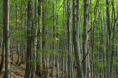 Çarpıcı gri ağaç gövdeleriyle bir Karpat kayın ormanının ruhani güzelliğini yakalamak büyüleyici bir atmosfer yaratır.