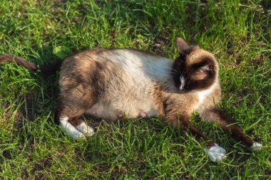 Emzirme sırasında bir siyam kedisinin anne bakımına tanık olun. Yavrularını yeşil bir çimenlikte besleyip doğanın güzelliğini kedi anneliğinin sıcaklığıyla harmanlıyor.