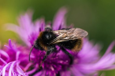 Karpat yaz otlağında mor bir çiçeğe tünemiş bir yaban arısının güzelliğini yakalayın. Doğanın karmaşık detaylarını yakın plan çekimde gösterin.