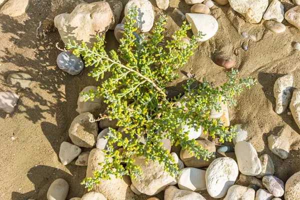 Kıbrıs 'ın kıyı bitkisi olan deniz nergisini keşfedin, kıyı boyunca kum ve kayaların arasında gelişerek kıyı manzarasına doğal güzellikler ekleyin.