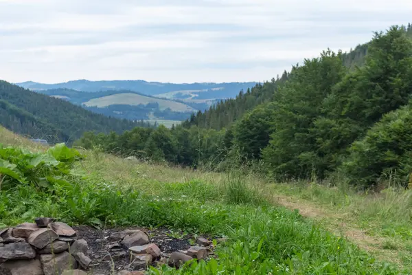 Karpat Dağları 'ndaki Borzhava' nın nefes kesen yaz manzarasını keşfedin. Büyük bir kayın ağacı ve sisli dağ sıraları.