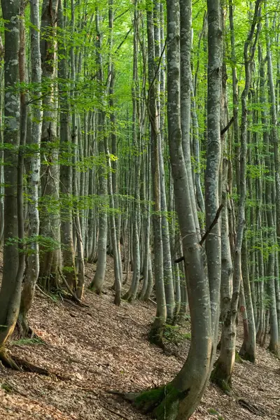 Çarpıcı gri ağaç gövdeleriyle bir Karpat kayın ormanının ruhani güzelliğini yakalamak büyüleyici bir atmosfer yaratır.