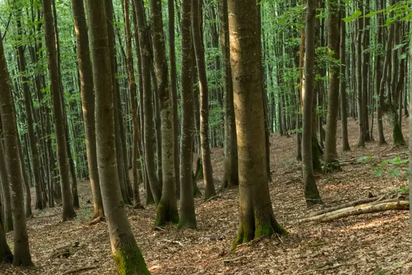 Çarpıcı gri ağaç gövdeleriyle bir Karpat kayın ormanının ruhani güzelliğini yakalamak büyüleyici bir atmosfer yaratır.