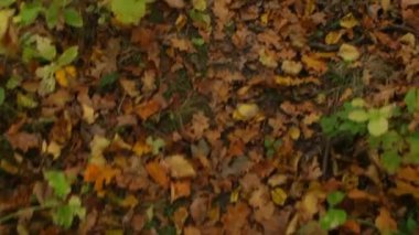 Sonbahar ormanlarında kuru yaprakların üzerindeki ayak seslerini hissedin. Çünkü sadece insanın botları yukarıdan yakalanır. Huzurlu ve dalgın bir doğa yürüyüşü yaratır.