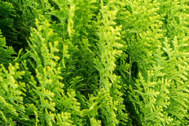 Yeşil Thuja dallarının yemyeşil güzelliğine, doğanın tüm ihtişamıyla karışık ve canlı yapraklarını sergilemesine hayret ediyorum.