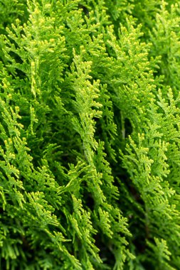 Yeşil Thuja dallarının yemyeşil güzelliğine, doğanın tüm ihtişamıyla karışık ve canlı yapraklarını sergilemesine hayret ediyorum.